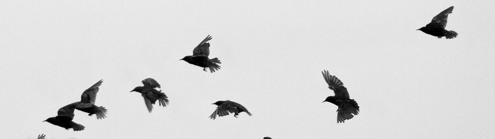 Several crow birds flying down